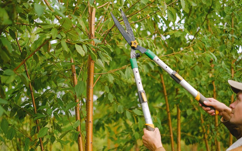 Tree trimming in Tyonek, AK